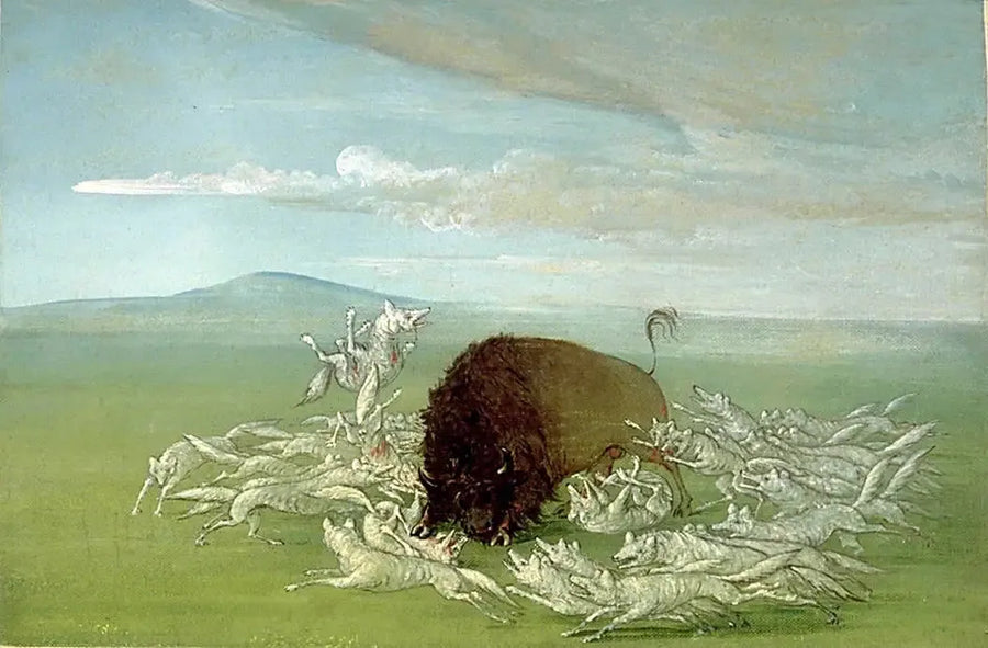 Lobos brancos atacam um bisão macho - George Catlin