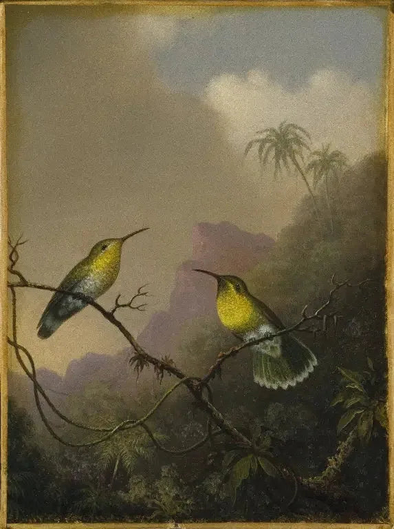 Dois beija-flores: o amazili de cauda cobreada - Martin Johnson Heade