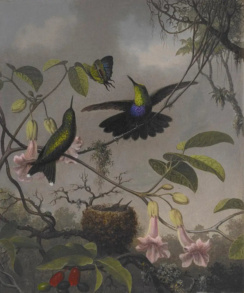 Dryade com cauda bifurcada - Martin Johnson Heade