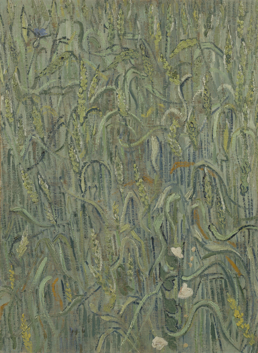 Espigas de trigo - Vincent van Gogh