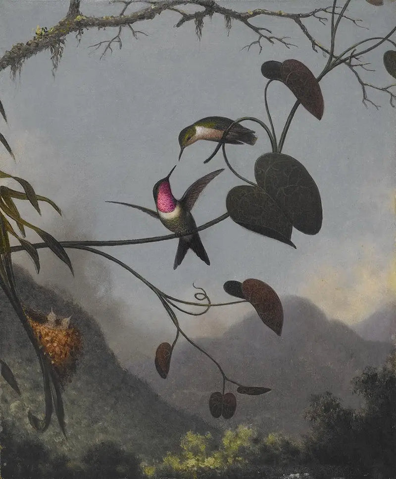 Estrela de madeira ametista - Martin Johnson Heade
