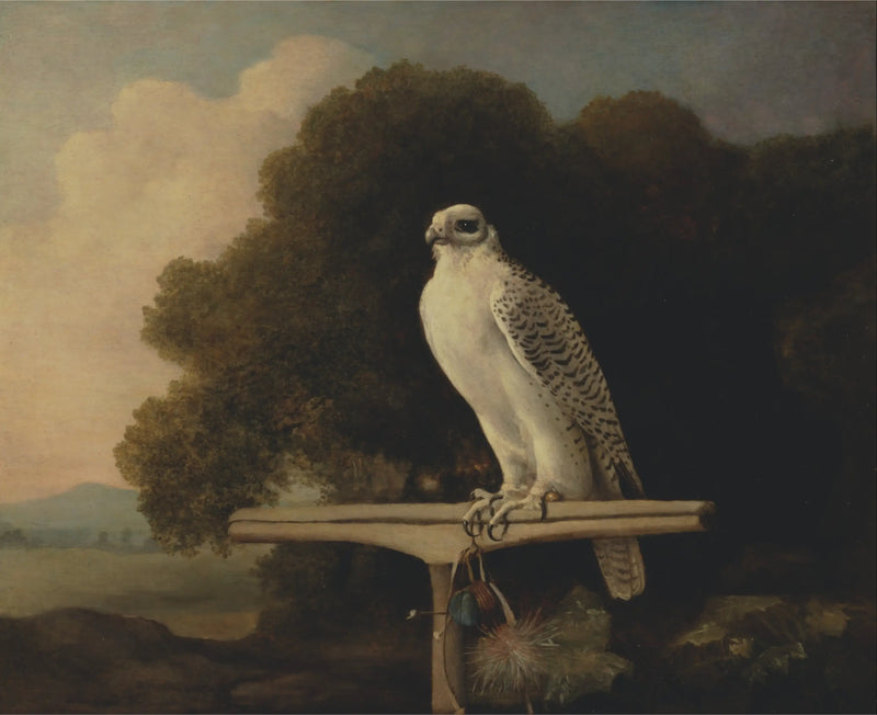 Falcão da Groenlândia - George Stubbs