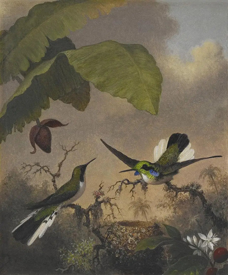 Fada de Orelhas Negras - Martin Johnson Heade