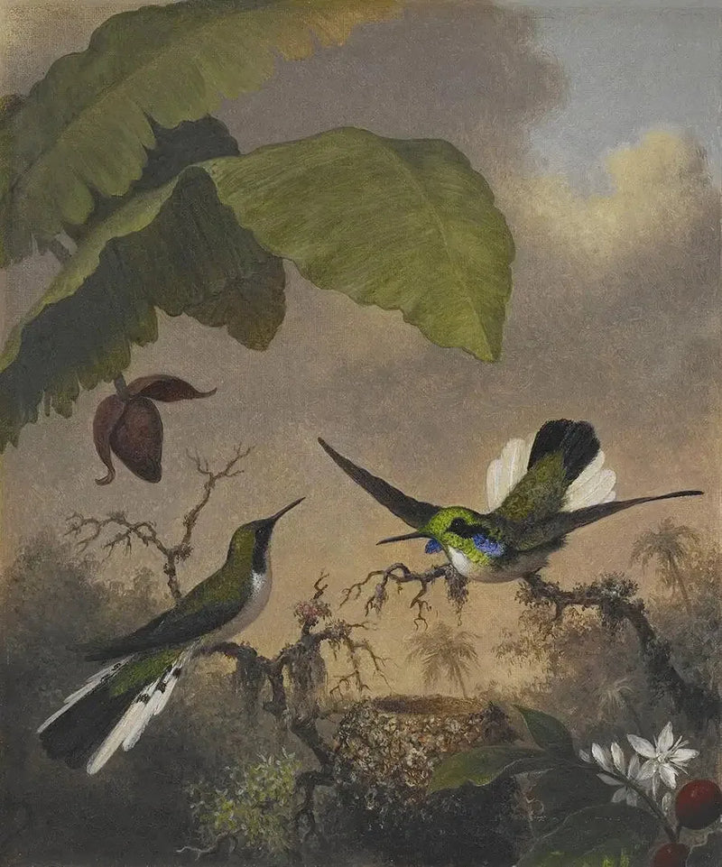 Fada de Orelhas Negras - Martin Johnson Heade