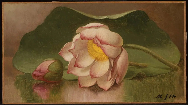 Flor de Lótus - Martin Johnson Heade