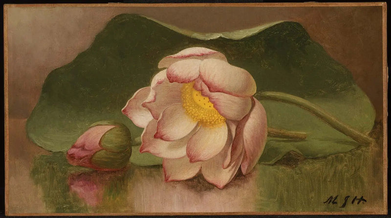 Flor de Lótus - Martin Johnson Heade