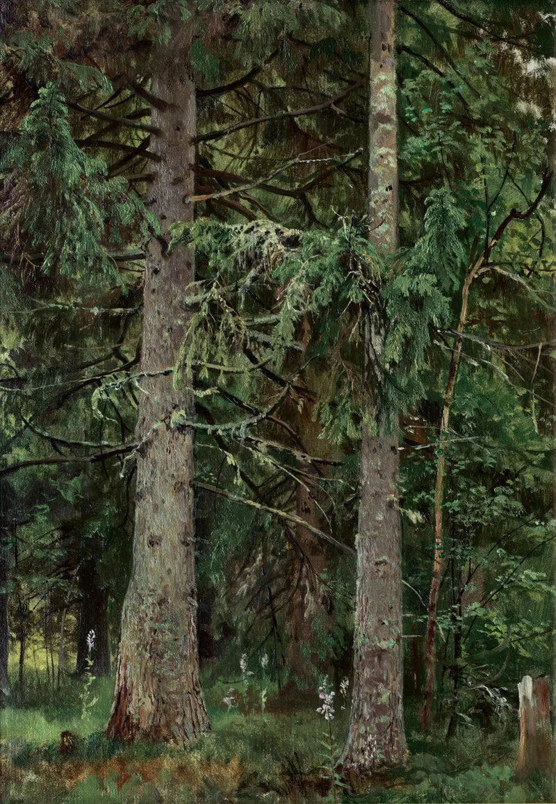 Floresta de abetos - Ivan Chichkine