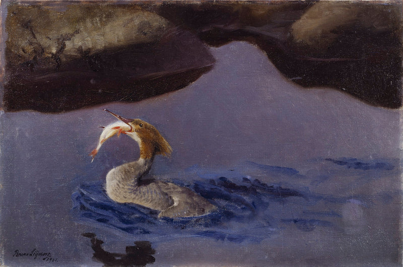 Harle femelle - Bruno Liljefors
