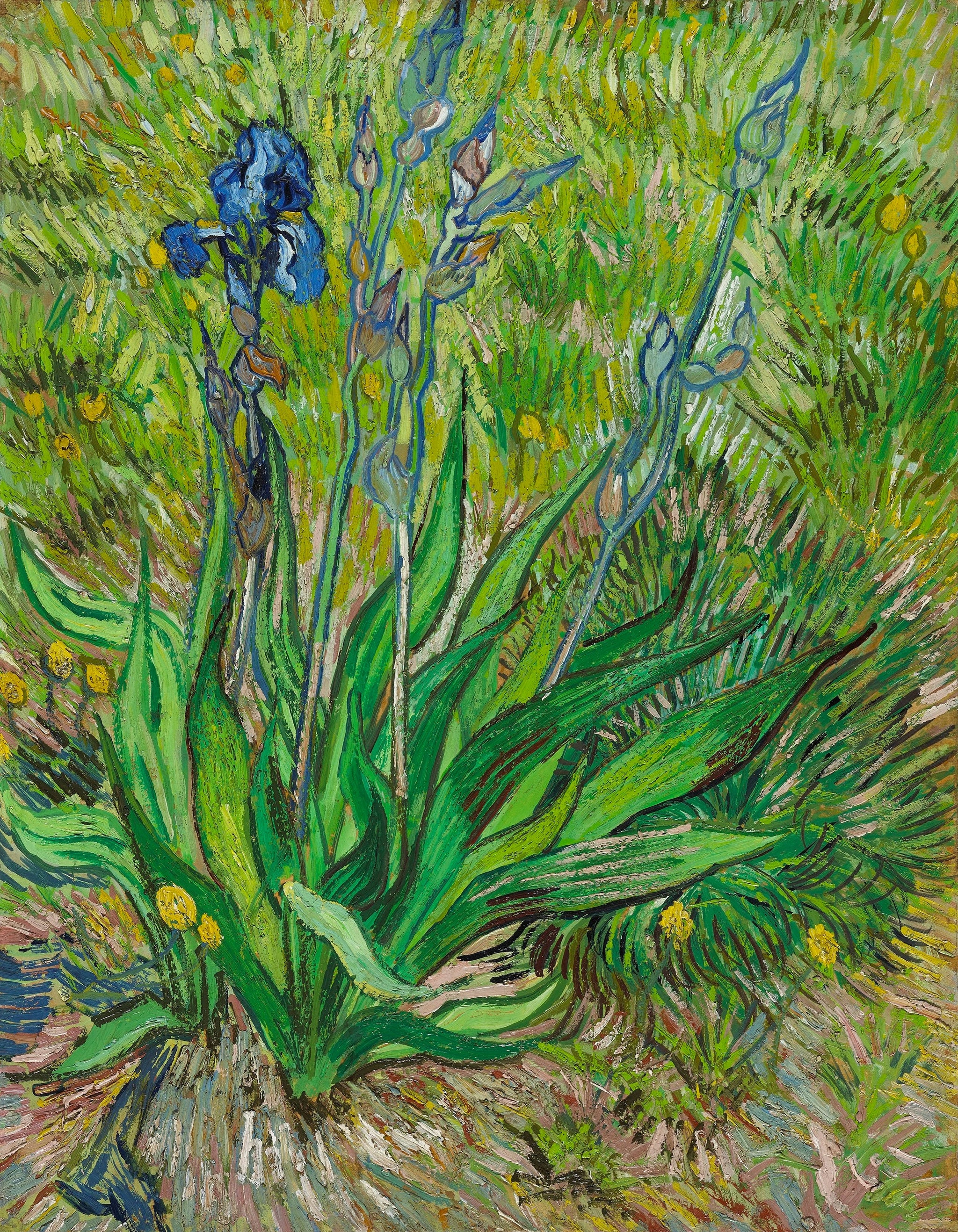Iris F601 de Vincent van Gogh, Musée des beaux-arts du Canada