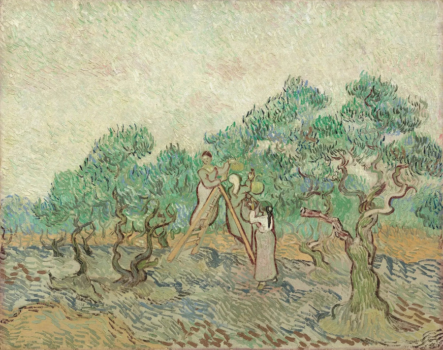 A Colheita das Azeitonas - Vincent van Gogh
