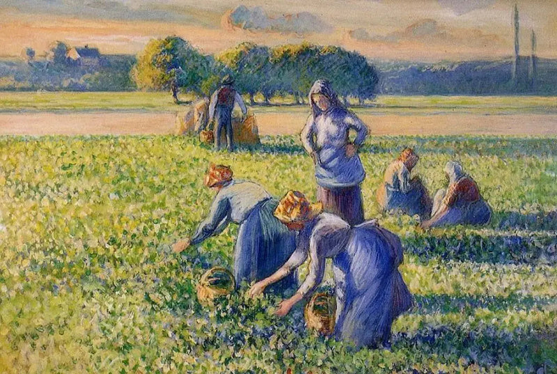 A Colheita de Ervilhas - Camille Pissarro