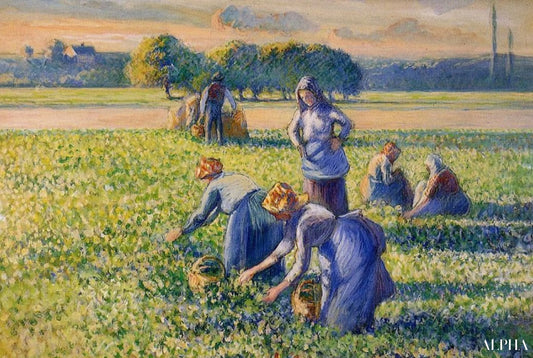 La Cueillette des pois - Camille Pissarro - Reproductions de tableaux et peintures haut de gamme