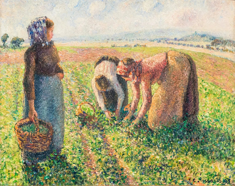 A colheita de ervilhas, Éragny - Camille Pissarro