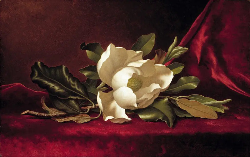 A flor de magnólia - Martin Johnson Heade
