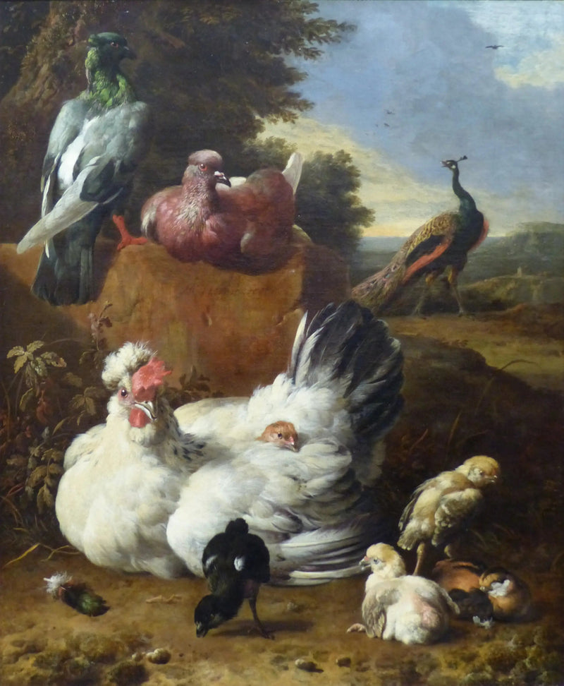 A galinha branca - Melchior de Hondecoeter