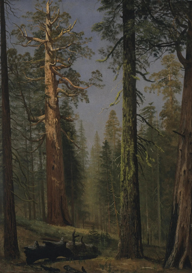 Sequoia gigante Grizzly, Mariposa Grove, Califórnia - Albert Bierstadt