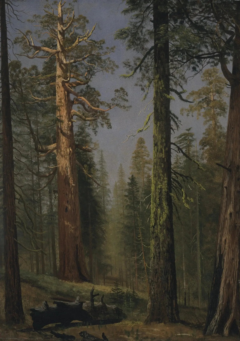 Sequoia gigante Grizzly, Mariposa Grove, Califórnia - Albert Bierstadt