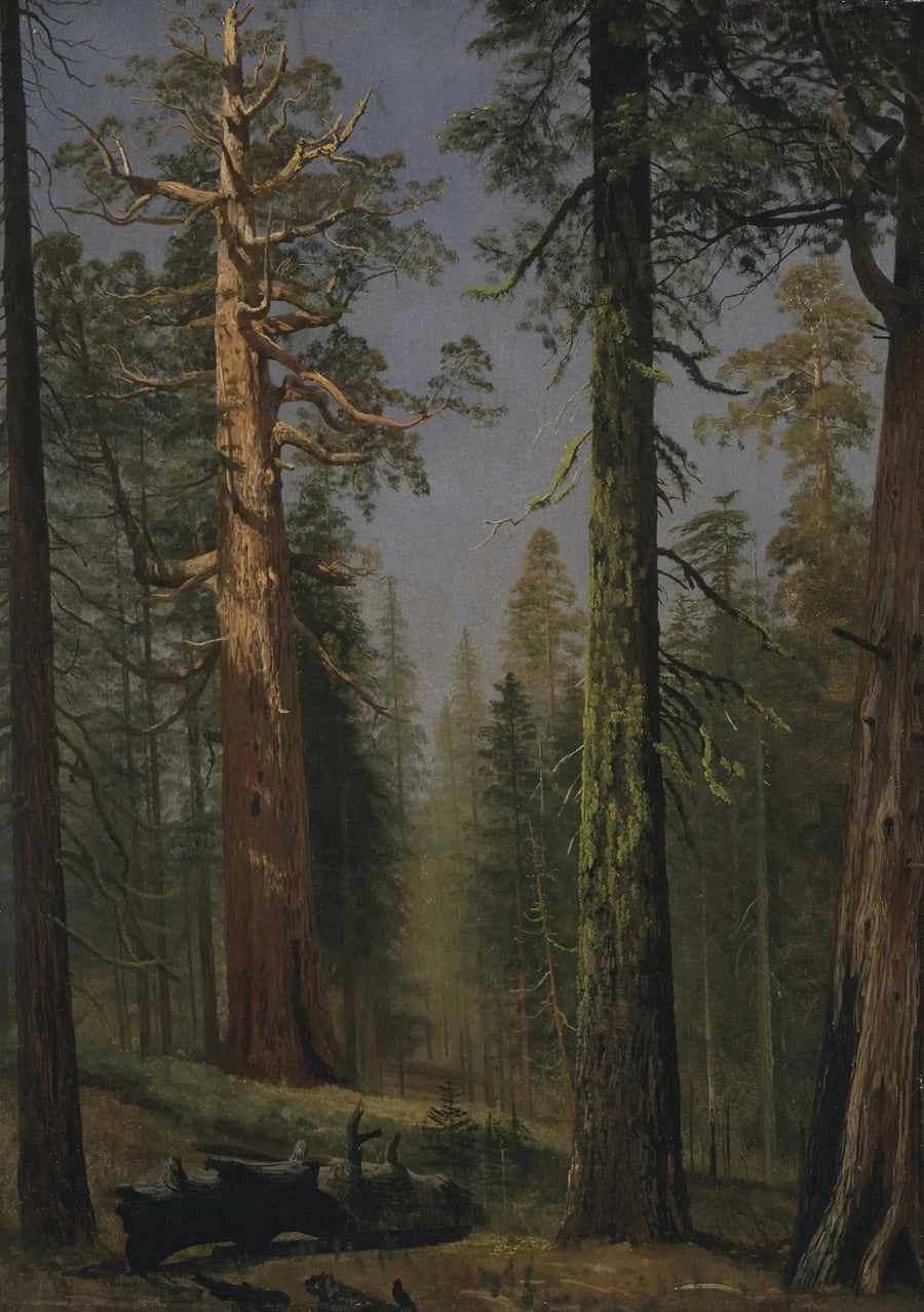 Sequoia gigante Grizzly, Mariposa Grove, Califórnia - Albert Bierstadt
