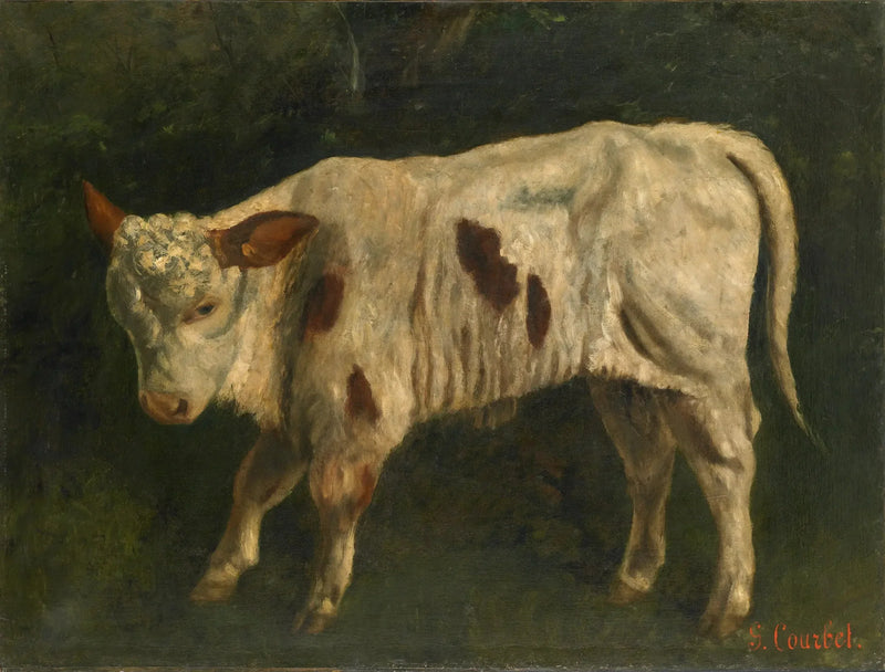 O Vitelo Branco - Gustave Courbet