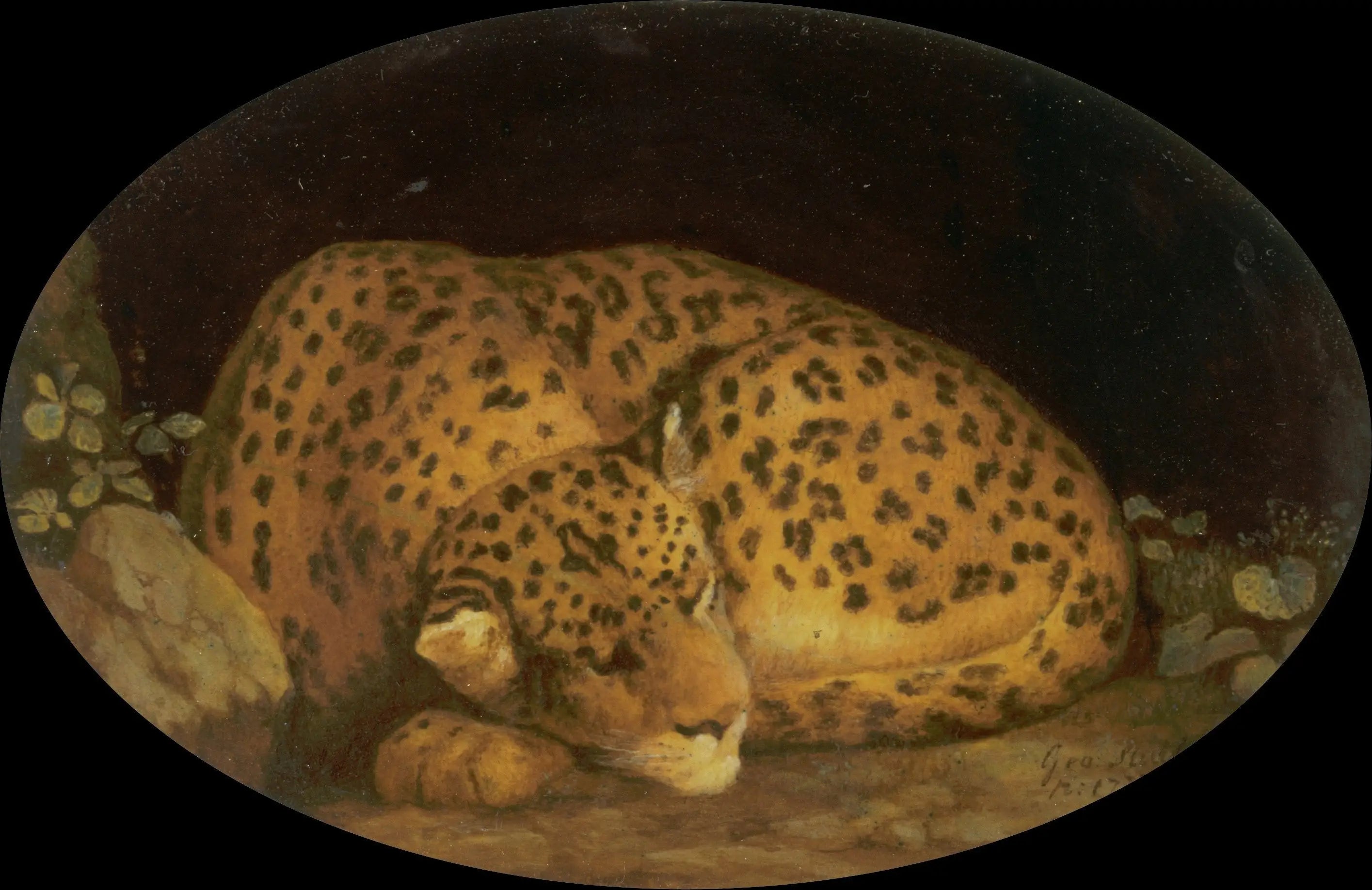 Léopard endormi - George Stubbs - Alpha Reproduction