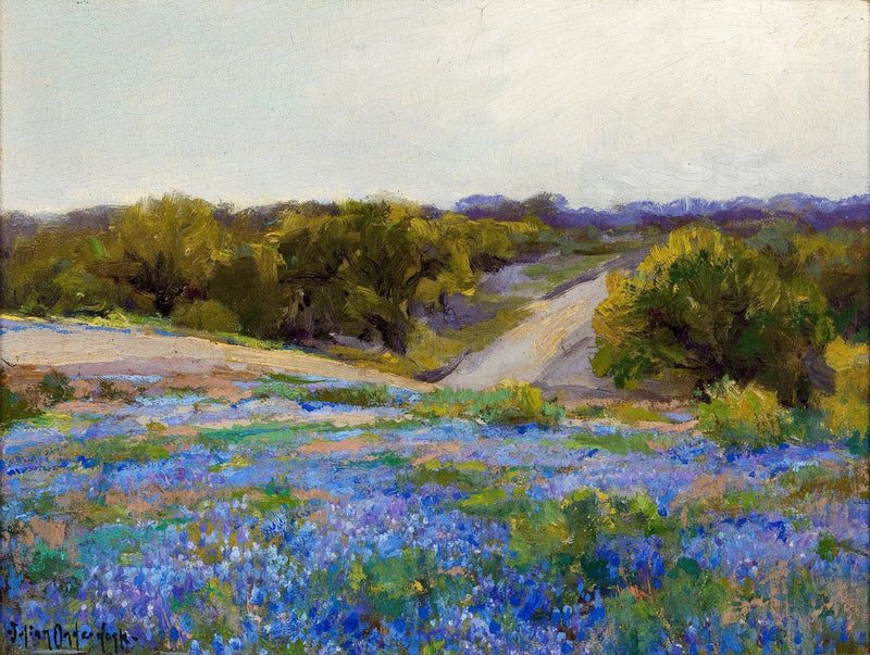Lupinos azuis no final da tarde - Julian Onderdonk
