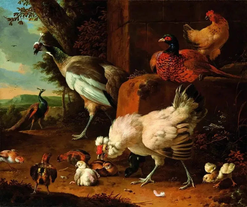 As aves domésticas com uma faisão e pavões. - Melchior de Hondecoeter