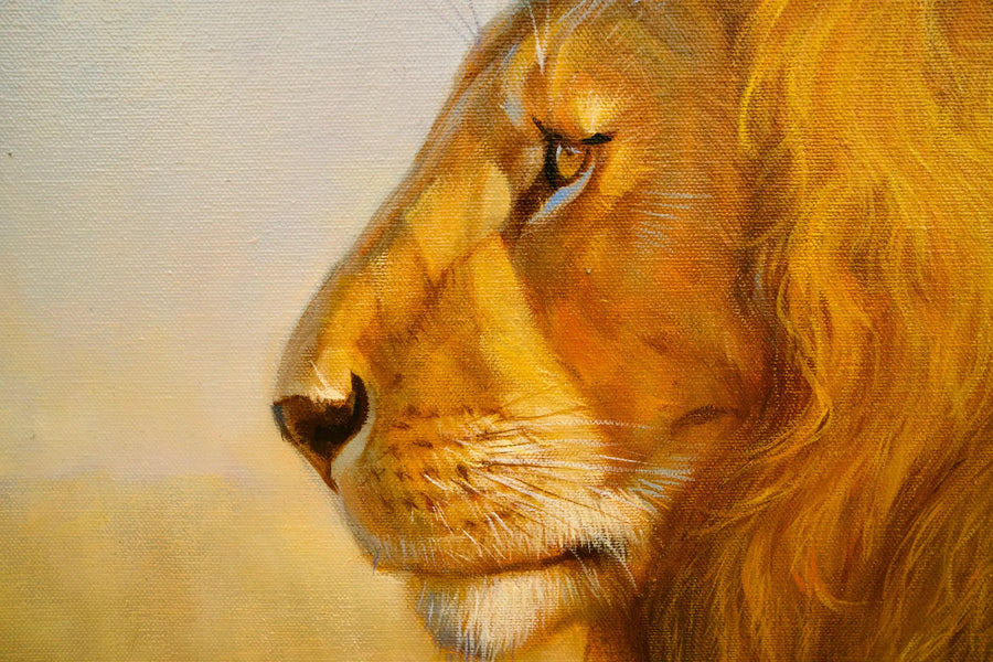 Leão na savana | 150 x 100 cm