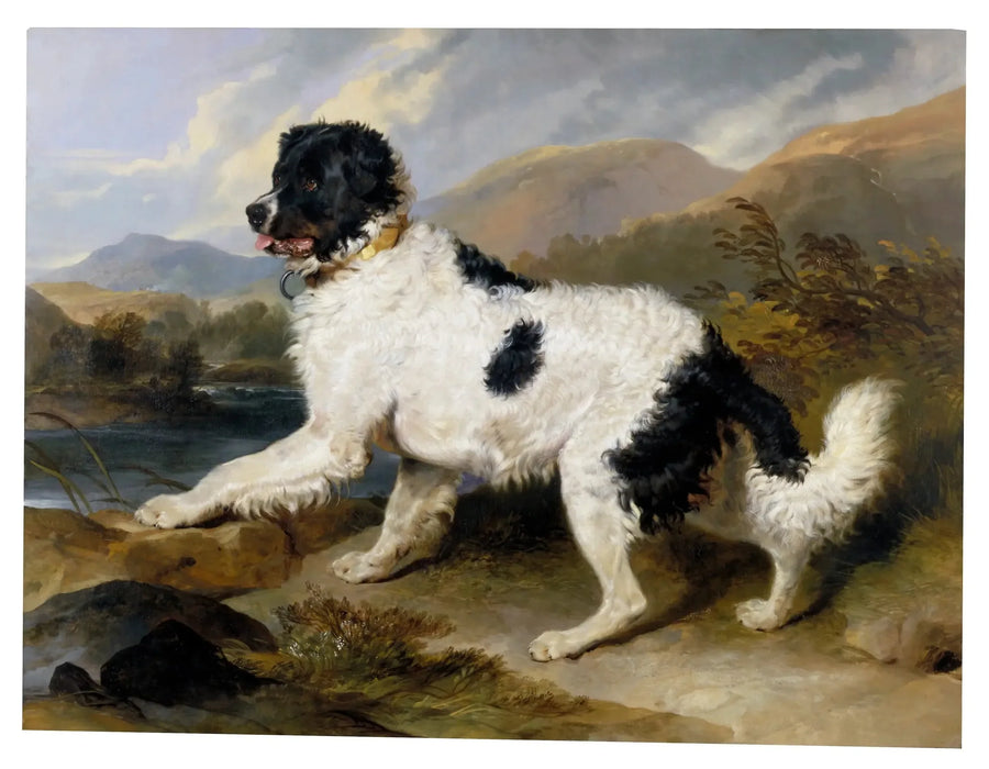 "Leão", um cão de Terre-Neuve - Edwin Henry Landseer