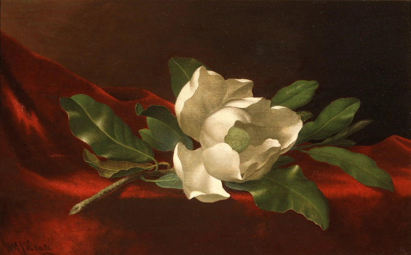 Magnólia - Martin Johnson Heade