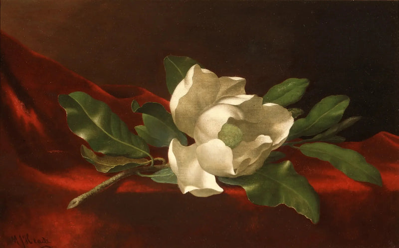 Magnólia - Martin Johnson Heade