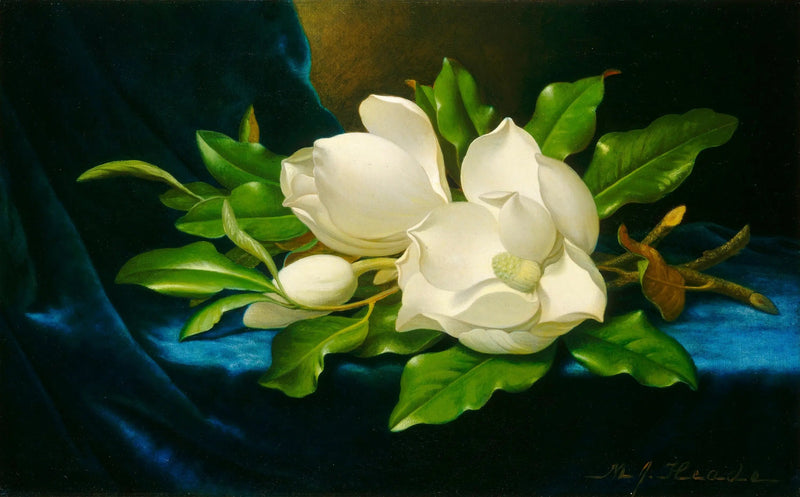 Magnólias gigantes em veludo azul - Martin Johnson Heade