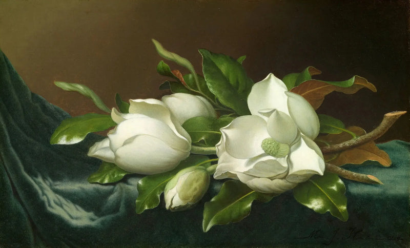 Magnólias em tecido de veludo azul claro - Martin Johnson Heade