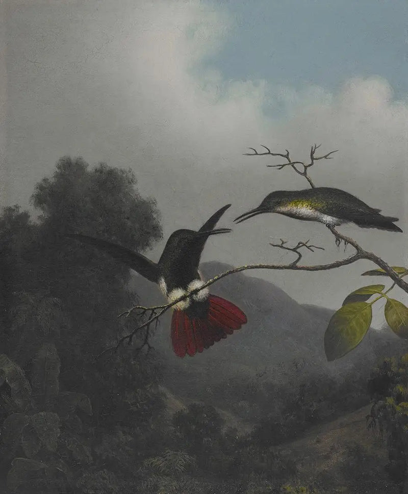 Mangue com garganta preta - Martin Johnson Heade