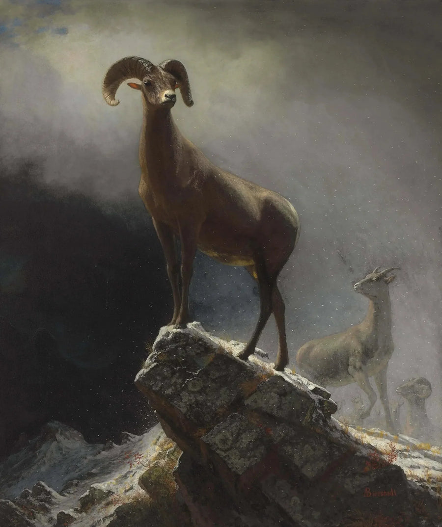 Muflão das Montanhas Rochosas - Albert Bierstadt