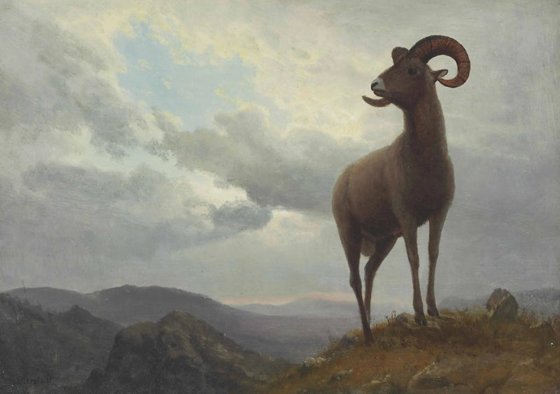 Carneiro de chifres longos - Albert Bierstadt