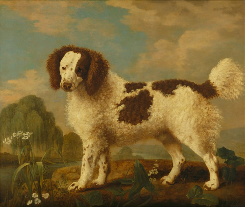 Norfolk ou Water Spaniel marrom e branco - George Stubbs