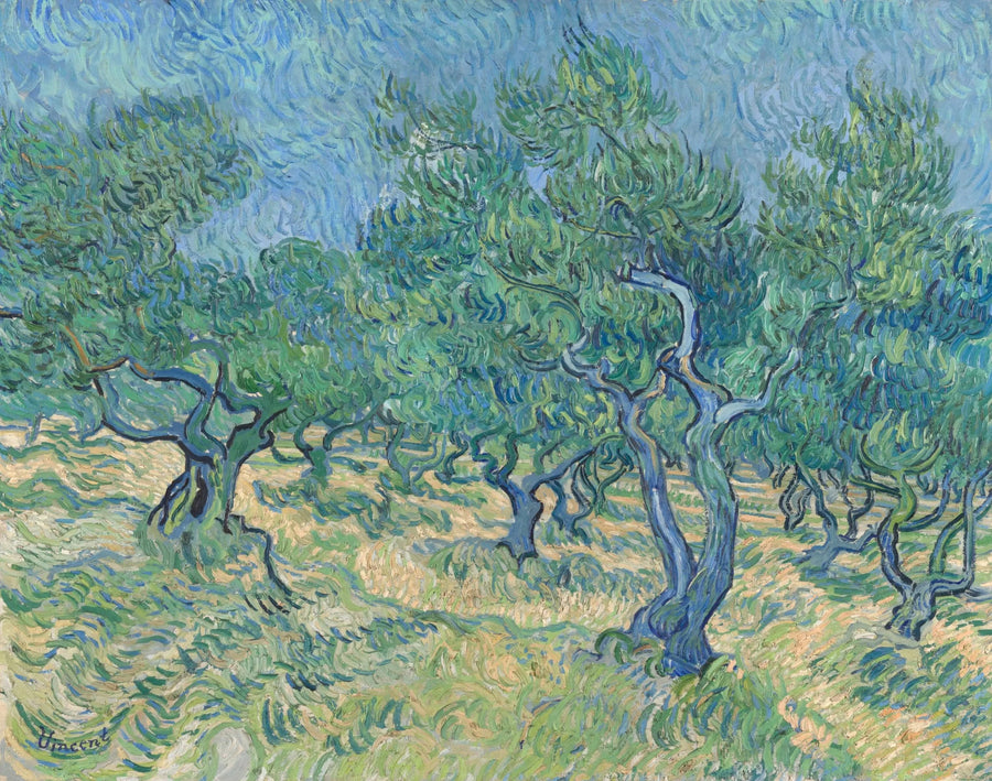 Olival - Vincent van Gogh