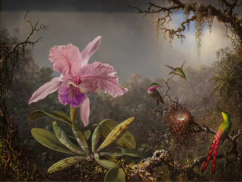 Orquídea Cattleya e três beija-flores - Martin Johnson Heade