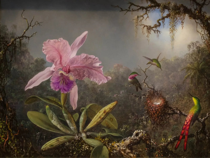 Orquídea Cattleya e três beija-flores - Martin Johnson Heade