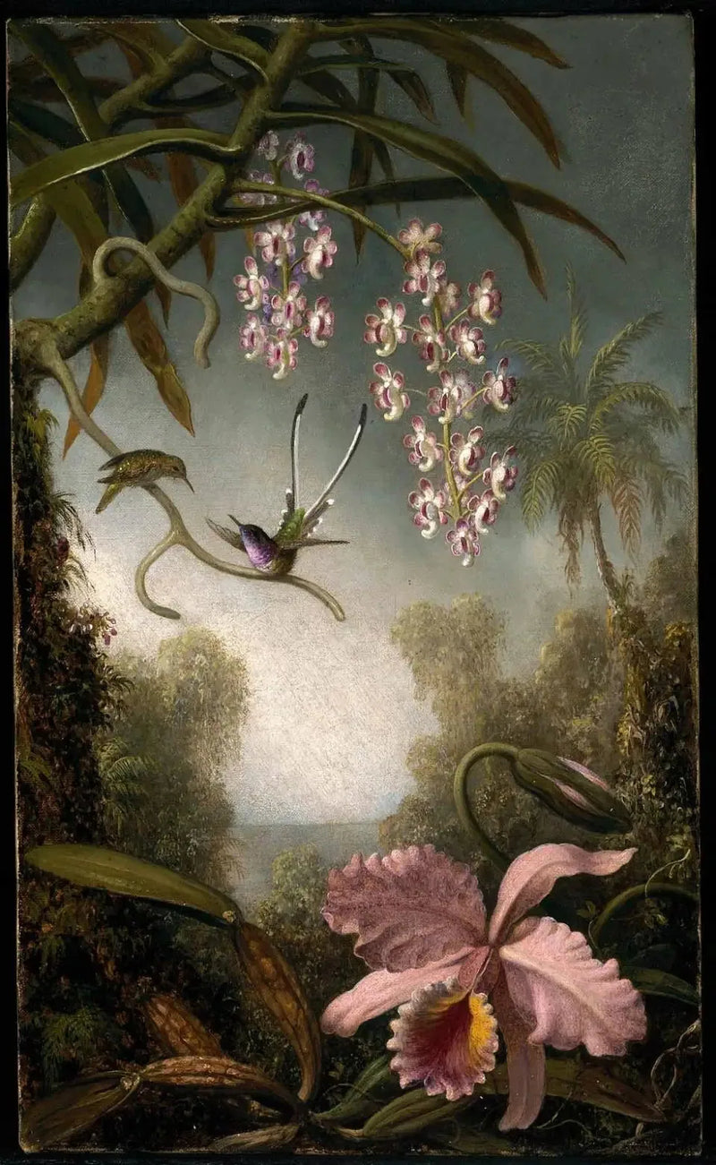 Orquídeas e orquídeas em spray com beija-flor - Martin Johnson Heade