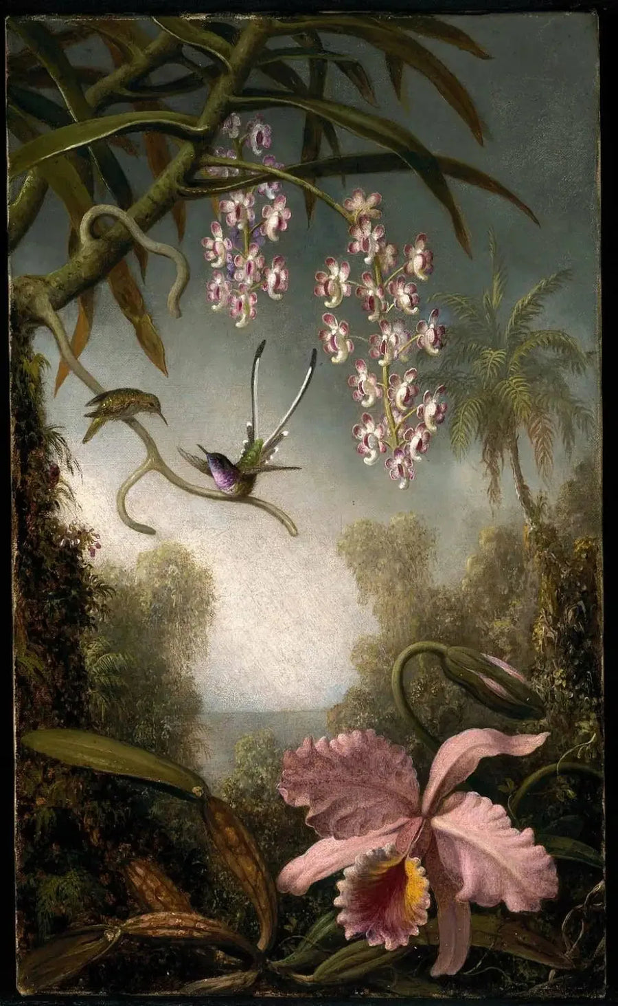 Orquídeas e orquídeas em spray com beija-flor - Martin Johnson Heade