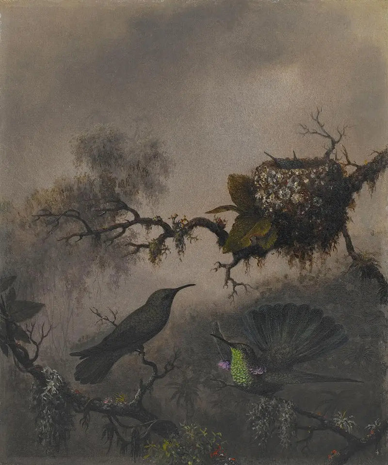 Orelha roxa com ventre branco - Martin Johnson Heade