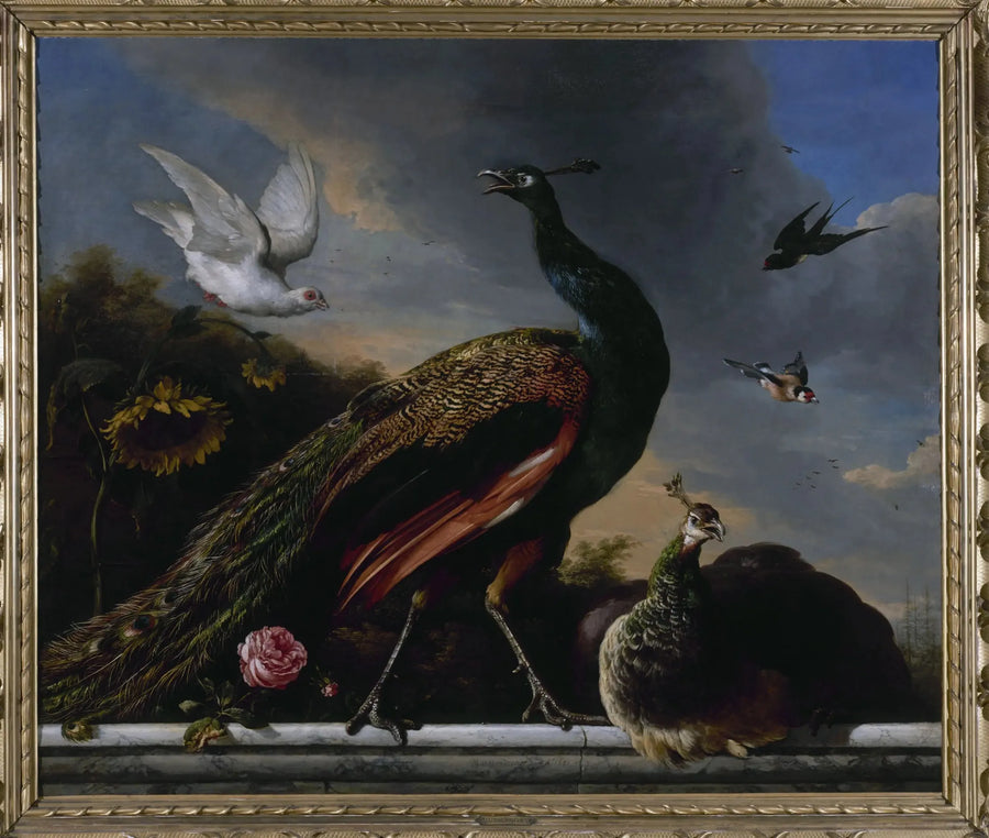  Pavões, macho e fêmea - Melchior de Hondecoeter