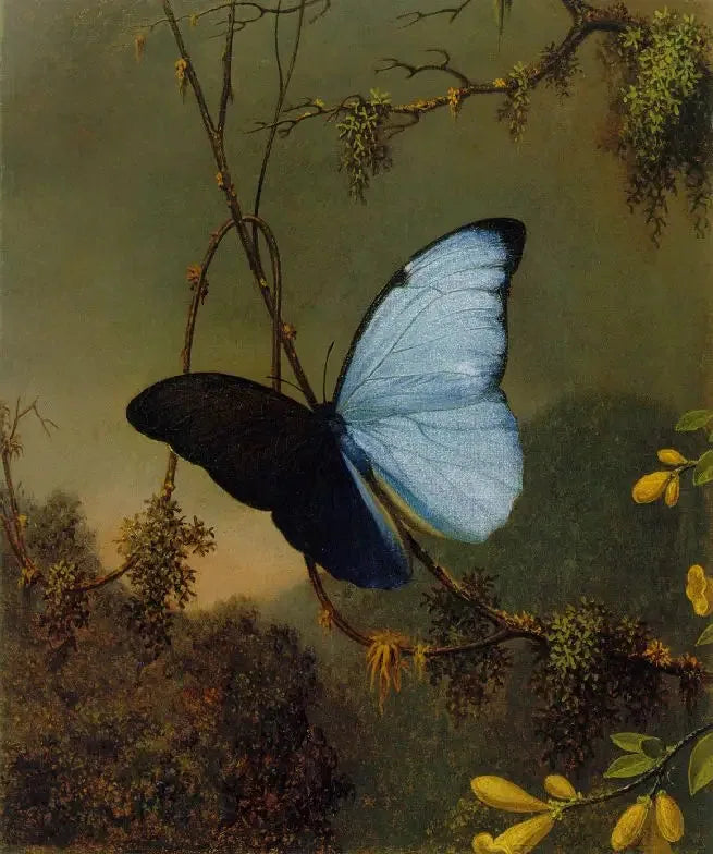 Borboleta Morpho azul - Martin Johnson Heade