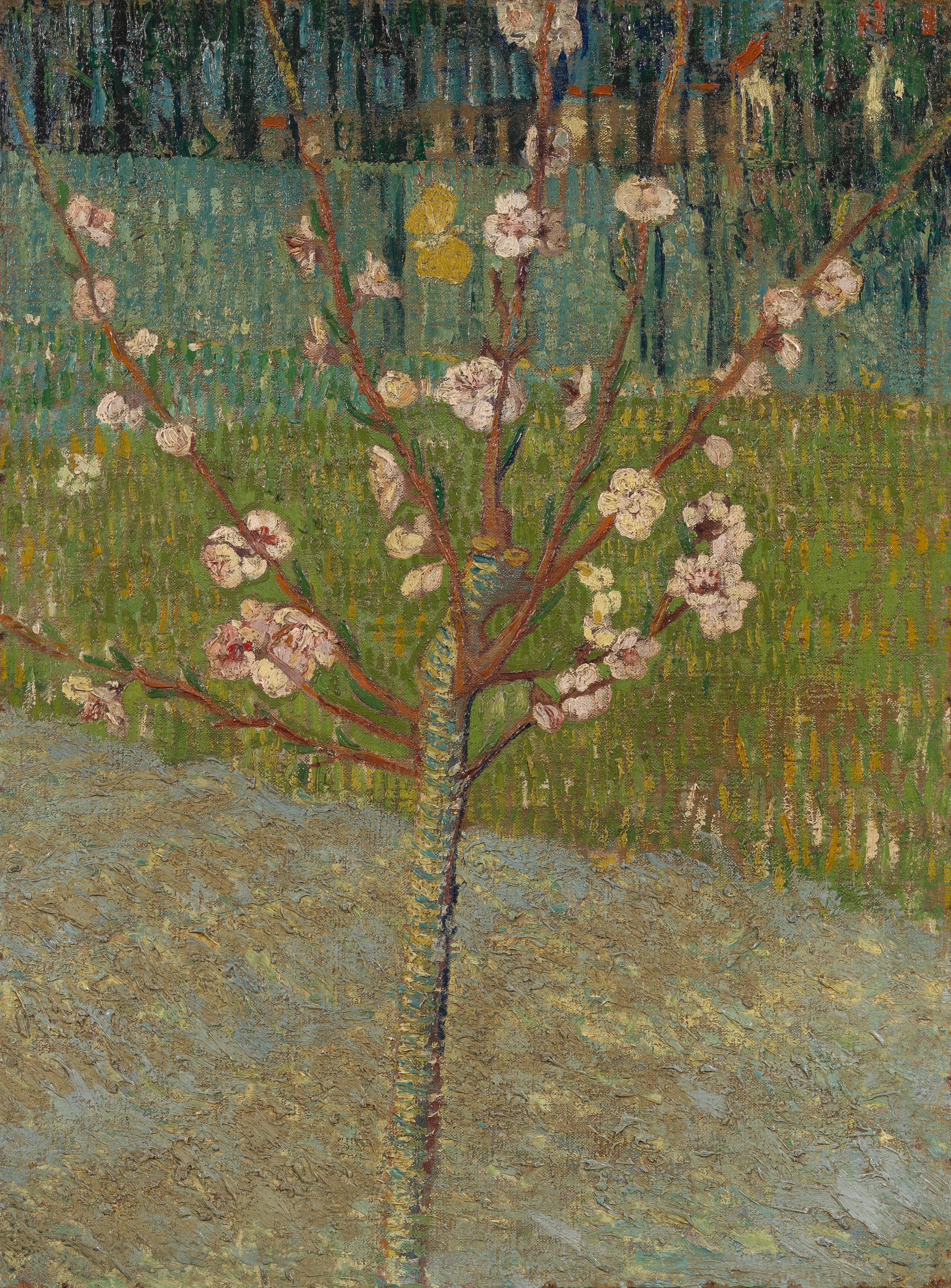 Pêcher en fleurs - Vincent van Gogh