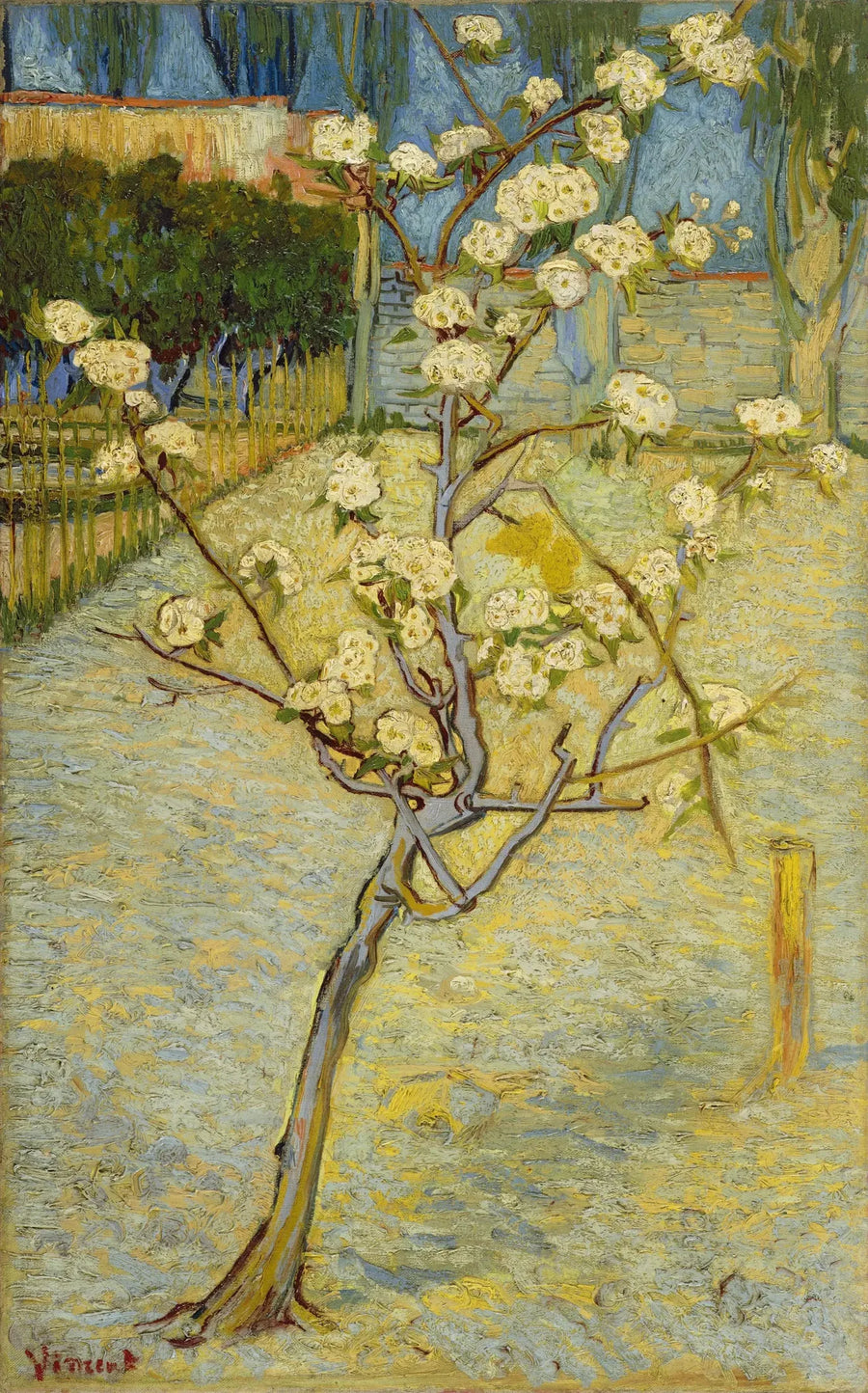 Pequeno pereira em flor - Vincent van Gogh