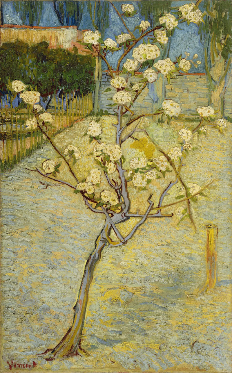 Pequeno pereira em flor - Vincent van Gogh