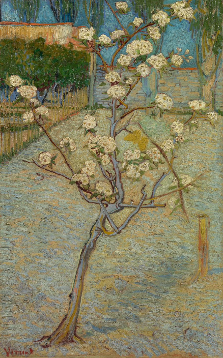 Pequeno pereira em flor - Vincent van Gogh