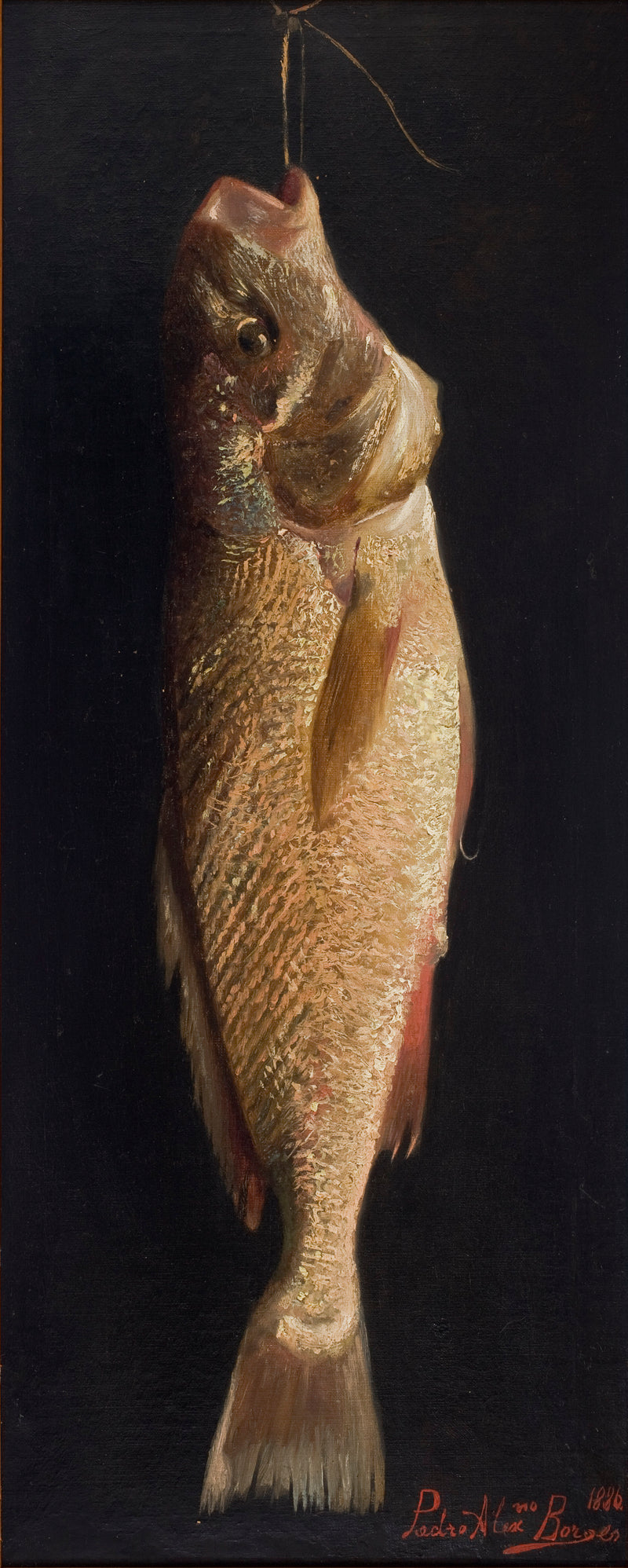 Poisson - Pedro Alexandrino