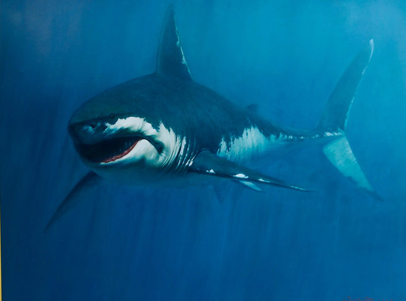 Tubarão | 150 x 200 cm